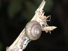 Ponderconcha murphyi