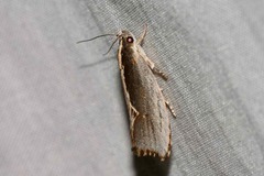 Archaereta dorsivittella