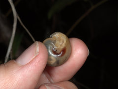 Ponderconcha murphyi