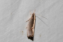 Archaereta dorsivittella