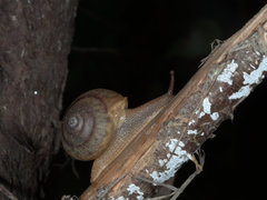 Ponderconcha murphyi