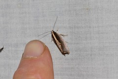 Archaereta dorsivittella