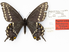Papilio indra