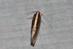 Archaereta dorsivittella