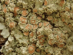 Pannaria allorhiza