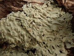Pannaria allorhiza