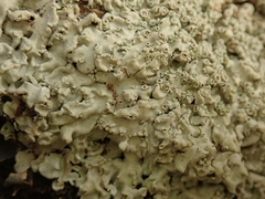Pannaria allorhiza