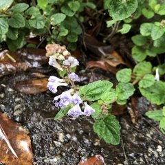 Scutellaria rubropunctata