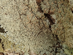 Pannaria allorhiza