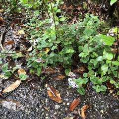 Scutellaria rubropunctata