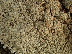 Pannaria allorhiza