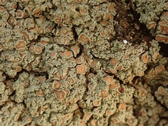 Pannaria allorhiza