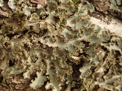 Sticta squamata