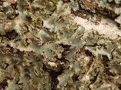 Sticta squamata