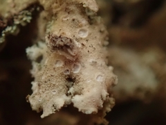 Sticta squamata