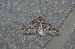 Agriopis dira