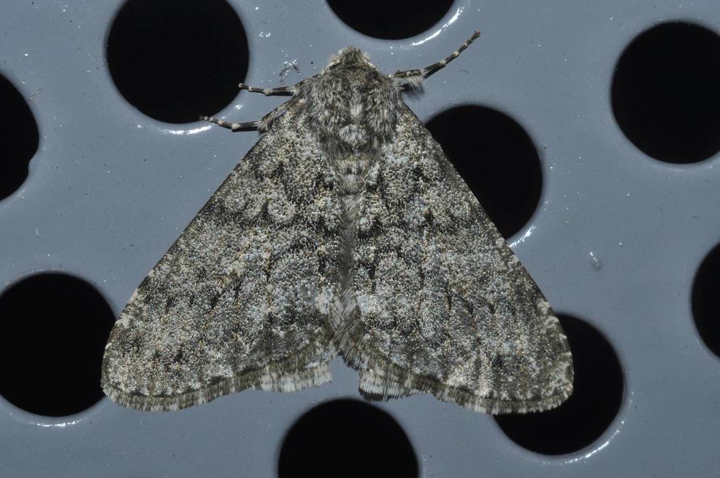 Phigalia sinuosaria