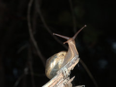 Ponderconcha murphyi