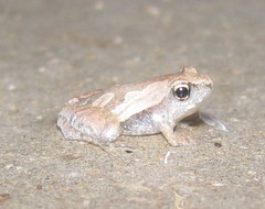 Microhyla mymensinghensis