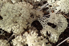 Pulchrocladia ferdinandii