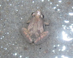 Microhyla mymensinghensis