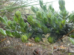 Amphithalea violacea