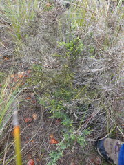 Amphithalea violacea