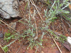 Amphithalea violacea