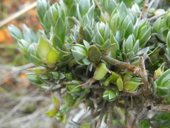 Amphithalea violacea