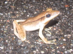 Clinotarsus alticola