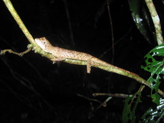 Ptyctolaemus gularis