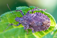 Brochymena affinis