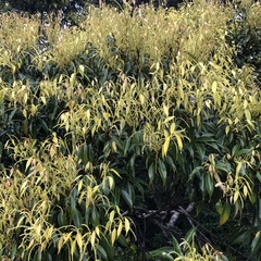 Castanopsis sieboldii