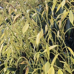 Castanopsis sieboldii