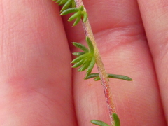 Aspalathus microlithica