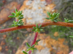 Aspalathus microlithica