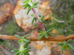Aspalathus microlithica