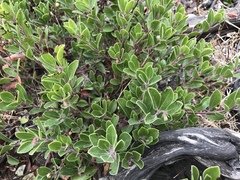Arctostaphylos franciscana