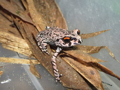 Leptobrachium