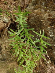 Veronica pubescens pubescens