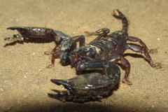 Scorpionoidea