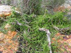 Aspalathus microlithica