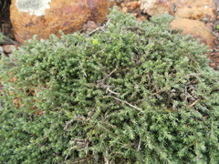 Aspalathus microlithica