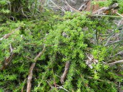 Aspalathus microlithica