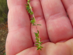 Aspalathus microlithica