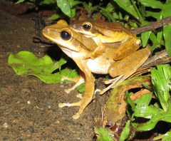 Polypedates teraiensis