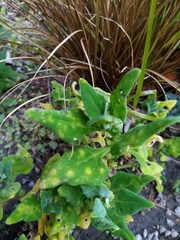 Puccinia tetragoniae