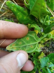 Puccinia tetragoniae