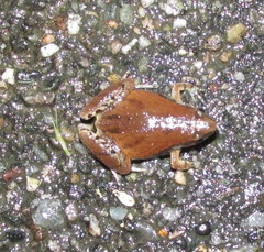 Microhyla mymensinghensis