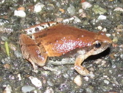 Microhyla mymensinghensis